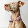 Crystal Pet Necklaces