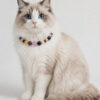 Crystal Pet Necklaces