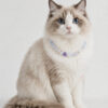 Crystal Pet Necklaces