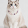 Crystal Pet Necklaces