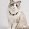 纳财1 Crystal Pet Necklaces